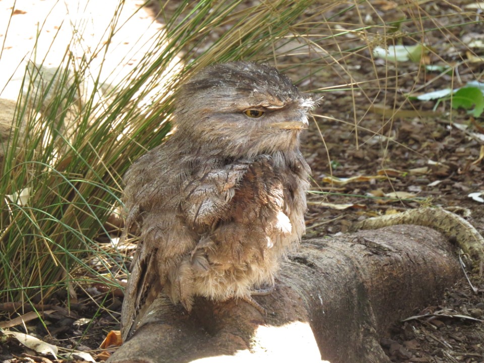 young tawny frogmouth